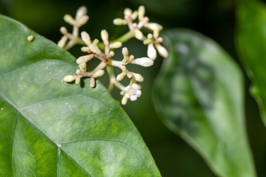 Blossoms of Ipecacuanha, Carapichea ipecacuanha