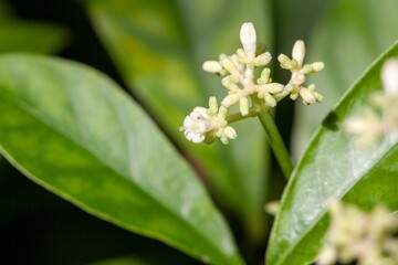 Blossoms of Ipecacuanha, Carapichea ipecacuanha