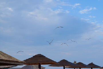 Beach sea umbrellas against the blue sky.