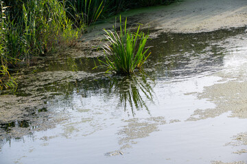 A pond partially covered with algae, surrounded by green vegetation, depicting a natural aquatic ecosystem.
