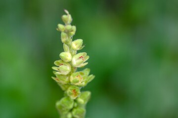 Roundleaf alumroot, Heuchera cylindrica