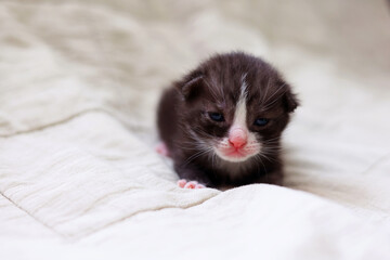 A charming baby kitten peacefully sleeping on a delicate light fabric background