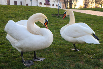 swans on the lake