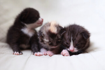  Adorable kittens sleep peacefully on a soft light fabric background.