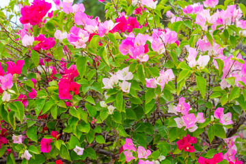 Floral background of red and pink bougainvillea. Tropical Flowers and Foliage
