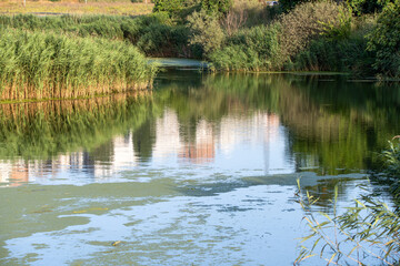 Obraz premium Lush green reeds growing by the edge of a calm, reflective pond, creating a peaceful and natural scene. 