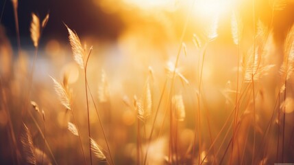Photograph capturing wild grass plants illuminated by the ethereal glow of the sun, evoking emotions of warmth, peace, and the timeless beauty of the natural world.