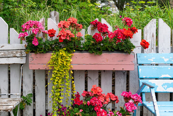 Colourful flower background. Blooming geranium in a flowerpots