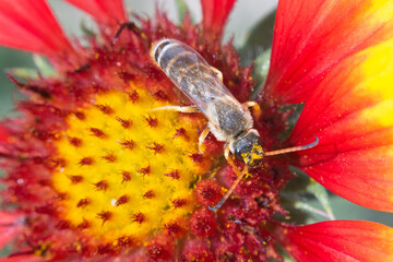 Close-up of an alfalfa leafcutter bee, Megachile rotundata, on a yellow-red flower