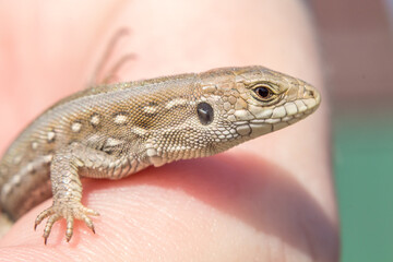 Sandy or common lizard, Lacerta agilis, on a hand in the sun, macro