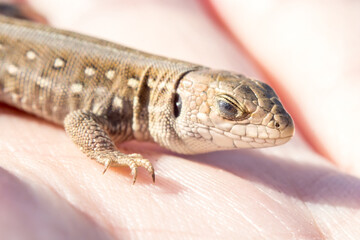 Sandy or common lizard, Lacerta agilis, on a hand in the sun, macro