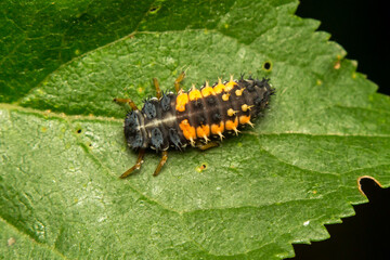 ladybug larva, Coccinellidae, on a green leaf, macro