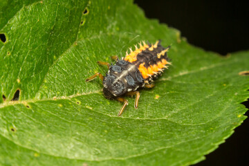 ladybug larva, Coccinellidae, on a green leaf, macro