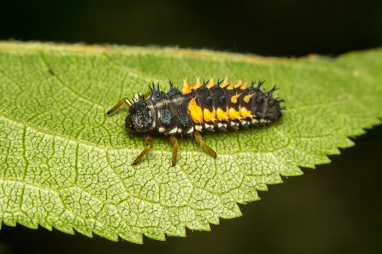 Putapete Insect รูปภาพPupate – เลือกดูภาพถ่ายสต็อก เวกเตอร์ และวิดีโอ1,699 | Adobe Stock