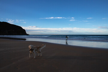 Surfer with a dog on the beach lifestyle background
