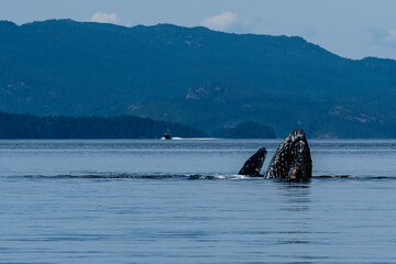 Close Up Feeding
A humpback whale, lunge feeding in the waters of BC. Close up you can see the barnacles and so many markings on the rough skin