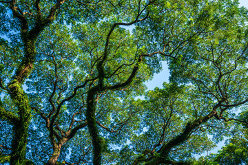 beautiful green leaves branch shining  silhouette of big tree with the sun rays and blue sky background.