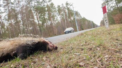 dead badger on the side of the road, meles, meles meles, accidents involving animals, roadkilled, collision, animal crossing, traffic, accident, animals mortality, hundred-meter pole © LIMARIO