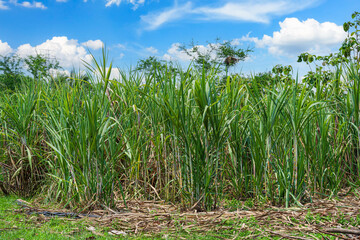 Obraz premium Sugarcane field farm within nature a tropical the garden integrated agriculture in countryside for food industry or renewable bioenergy power with daylight blue sky white clouds in Thailand.