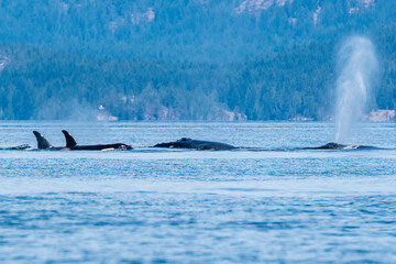 WHALE RUMBLE In a battle of massive scale, humpback whales ram into a pod of resident orca to not so politely request them to move out of the area off the coast of BC © Trudie