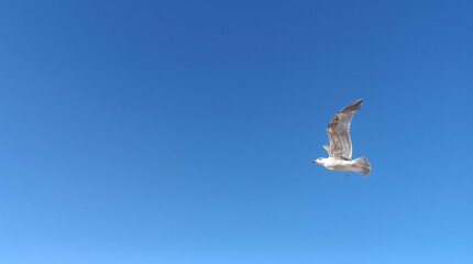 seagull flying in the clear blue sky on a summer day