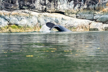 Graceful Fluke
A young humpback whale, given the name Kelp Creature, gracefully swims close along the rocky outcroppings in BC Canada