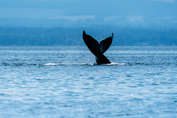 Fototapeta premium High Tail of a Humpback Water slpashes off the tail as a humpback lifts high before a dive