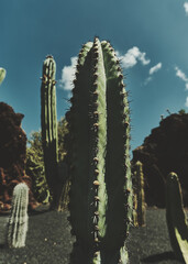 Cactus in gardens