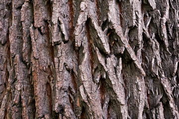 The structure of the tree bark in close-up. Tree trunk, texture.