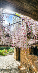 Old house and beautiful gazebo with
white-pink wisteria. Sunny spring day. Green Nature background....