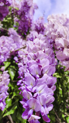 Beautiful lush lilac wisteria. Sunny spring day. Floral nature background. Wallpaper.