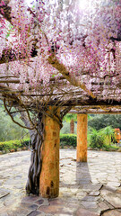 Beautiful gazebo with white-pink wisteria. Sunny spring day. Green Nature background. Wallpaper.