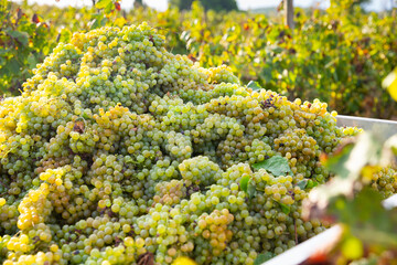 Heap of bunches of fresh ripe white grapes in vineyard. Harvest time.
