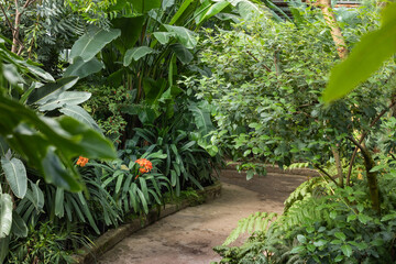 Tropical greenhouse, botanical garden,