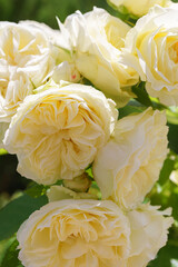 Beautiful blooming rose bush with white, ivory flowers close up, macro outdoor in sunny day. Breeding and growing roses, gardening, landscape design