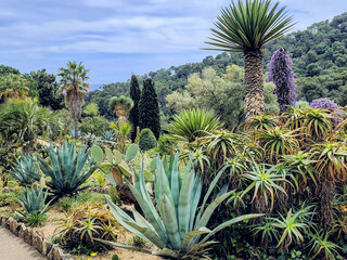 Large blue agave in a flowerbed among various cacti, and succulents and other plants.