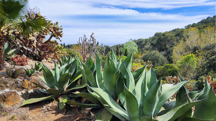 Fototapeta premium Blue Agaves with another cacti and succulents, in a flower bed. Spring time, sunny day.