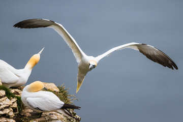 Northern Gannet, Morus bassanus, birds in flight over cliffs, Bempton Cliffs, North Yorkshire, England