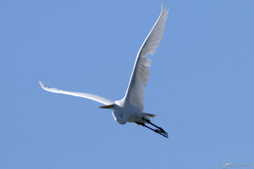Um majestoso voo de uma garça-branca-grande sobre o Canal de Ponta Negra - Maricá - RJ