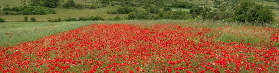 field of poppies