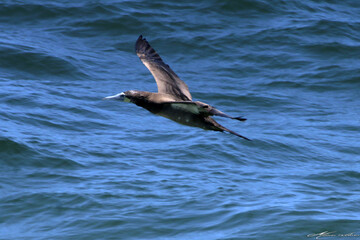 Um Atobá em ação pescando e levantando voo do mar  em Ponta Negra - Maricá - RJ