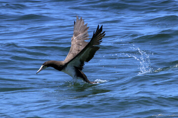 Um Atobá em ação pescando e levantando voo do mar  em Ponta Negra - Maricá - RJ