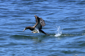 Fototapeta premium Um Atobá em ação pescando e levantando voo do mar em Ponta Negra - Maricá - RJ