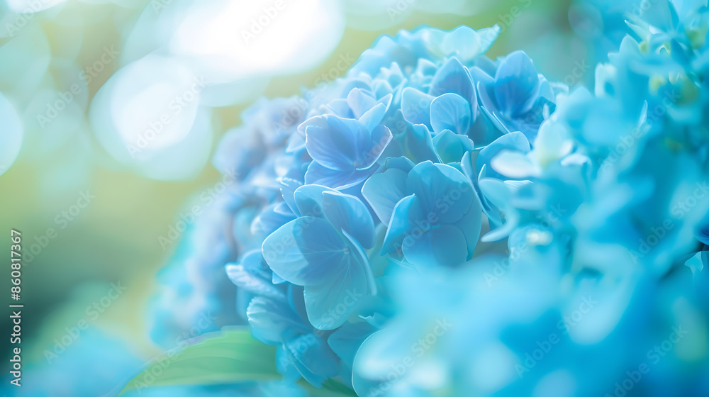 Poster blue hydrangea flowers in the garden in summer closeup soft selective focus : generative ai