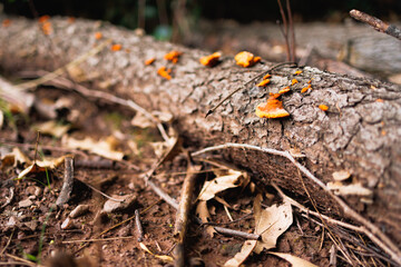 Chicken of the Woods Mushrooms on Rotting Wood Log, Laetiporus sulphureus