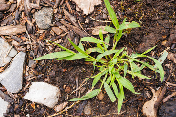 Closeup of Crab grass Lawn Weed, Crabgrass with Multiple Tillers, tillering stage, Digitaria sanguinalis