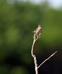 Savannah Sparrow perched on small tree in field
