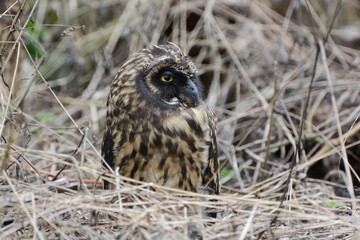 Short-eared Owl (Asio flammeus galapagoensis) in the Galapagos Islands. Close-up portrait of a Galapagos Short-eared Owl with yellow eyes facing right.