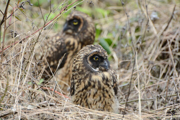 Galapagos Short-eared Owl (Asio flammeus galapagoensis). Close-up portrait of two owls perched on the ground in the Galapagos Islands. Yellow eyes, flat facial disk.