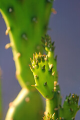 cactus with thorns